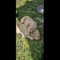 Labradoodle - Both