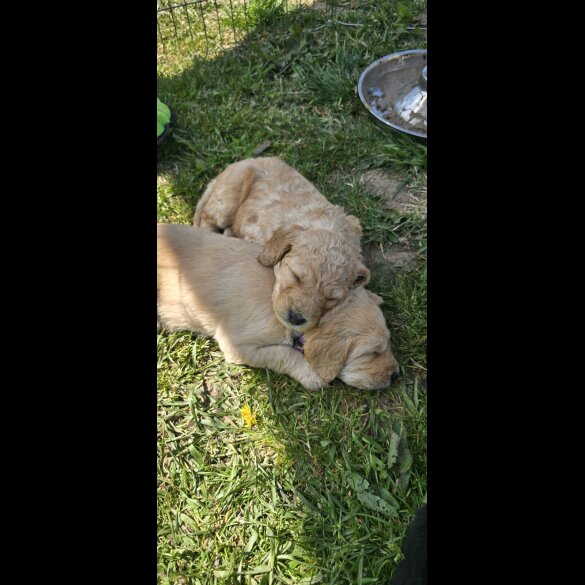 Labradoodle - Both