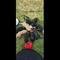 Labradoodle - Both
