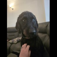 Labradoodle - Both