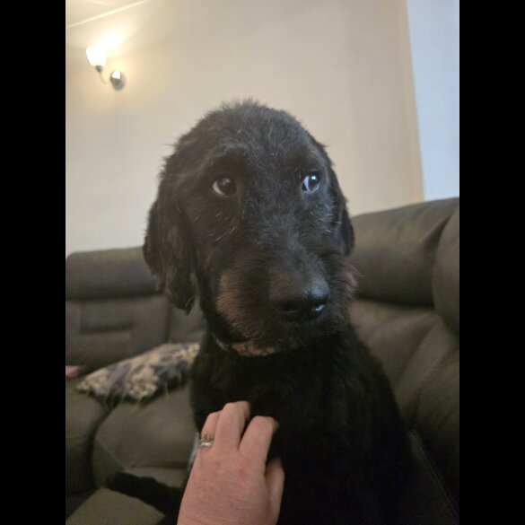 Labradoodle - Both