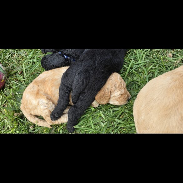 Labradoodle - Both