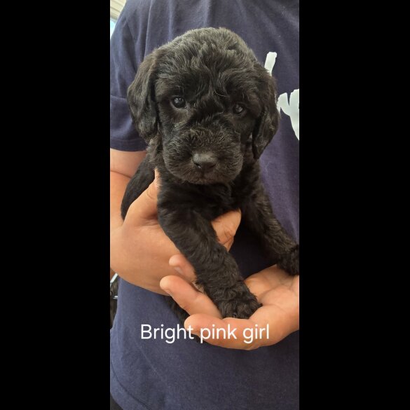 Labradoodle - Both