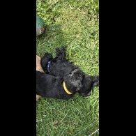 Labradoodle - Both