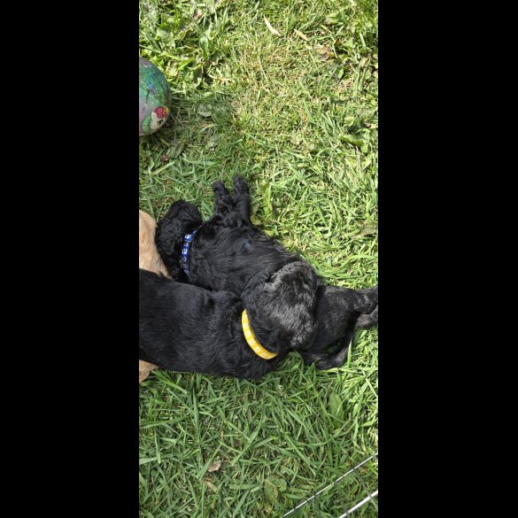 Labradoodle - Both