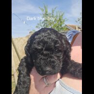 Labradoodle - Both