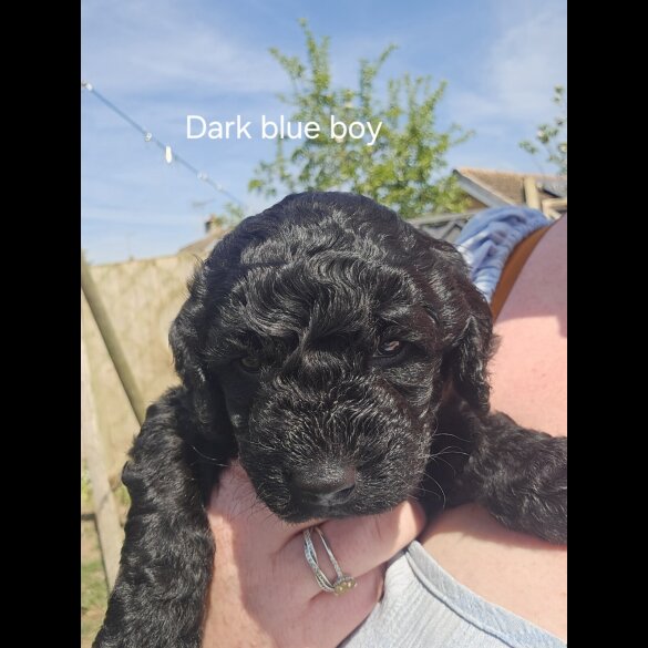 Labradoodle - Both