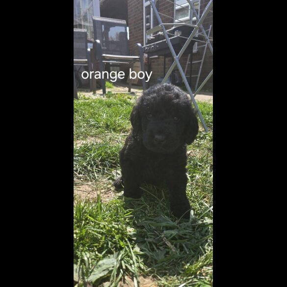 Labradoodle - Both