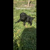 Labradoodle - Both