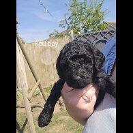 Labradoodle - Both