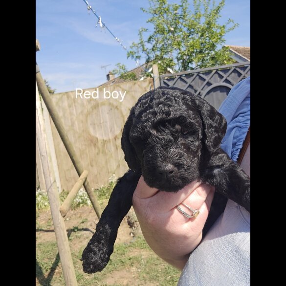 Labradoodle - Both