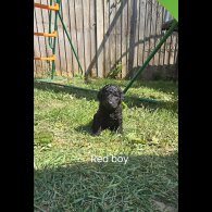 Labradoodle - Both