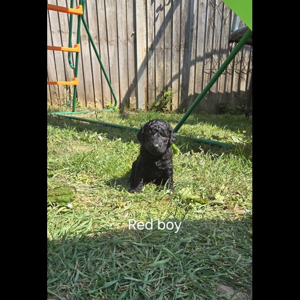 Labradoodle - Both