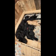 Labradoodle - Both