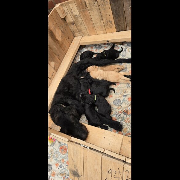 Labradoodle - Both