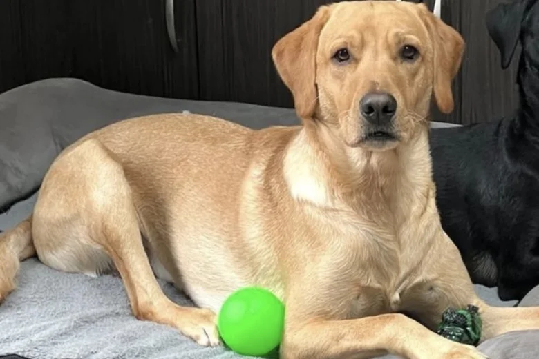 Labrador Retriever