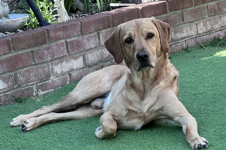Labrador Retriever