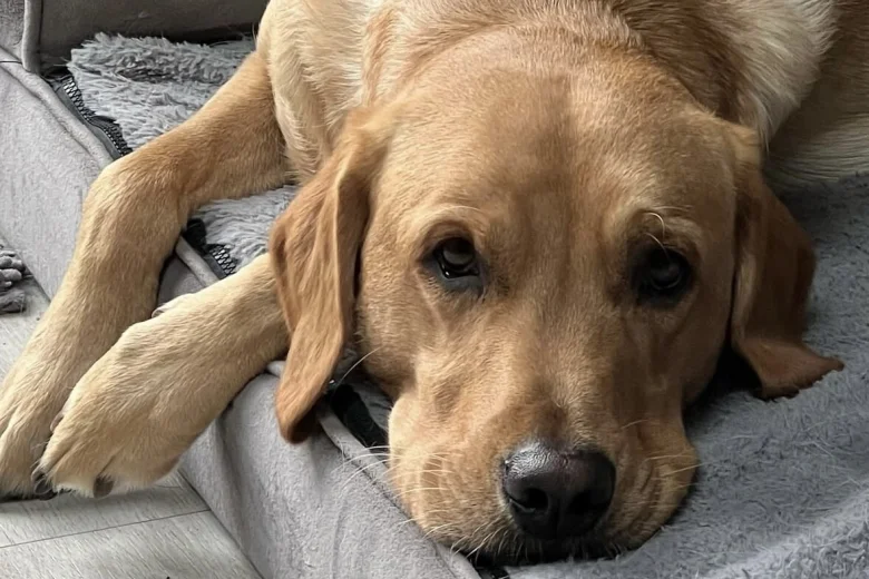 Labrador Retriever