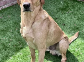 Labrador Retriever