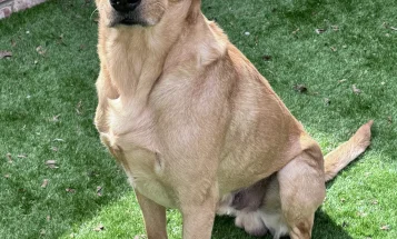 Labrador Retriever