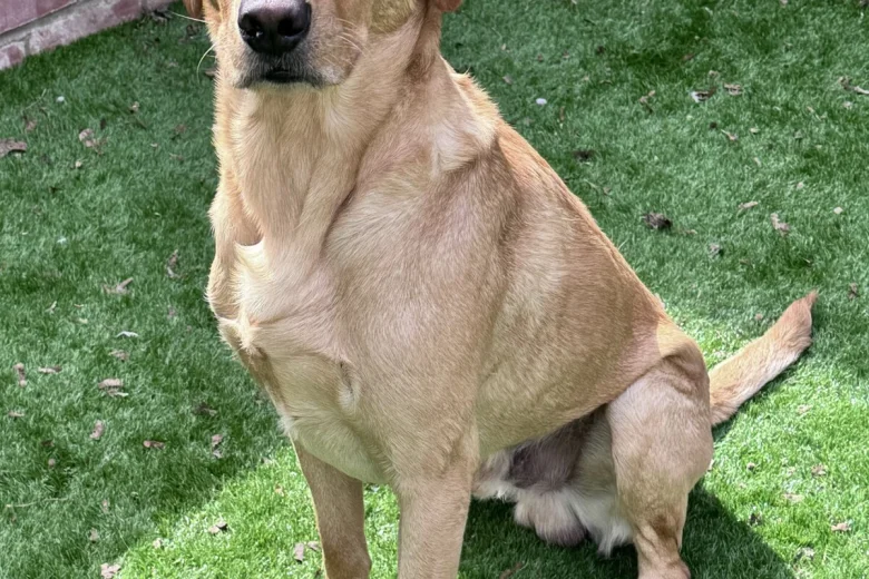 Labrador Retriever