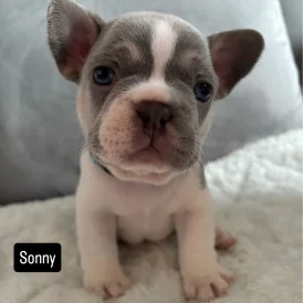 French Bulldog - Both