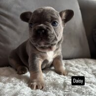 French Bulldog - Both
