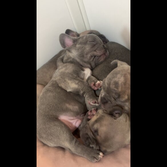French Bulldog - Both