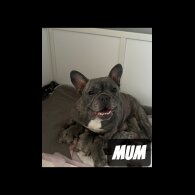 French Bulldog - Both