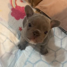 French Bulldog - Both