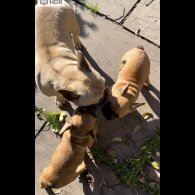 French Bulldog - Bitches