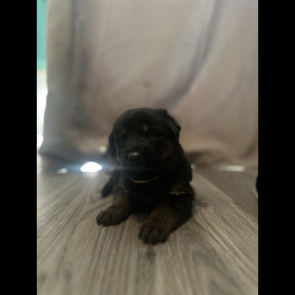 Mixed Breed - Both