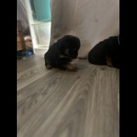Mixed Breed - Both