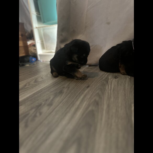 Mixed Breed - Both