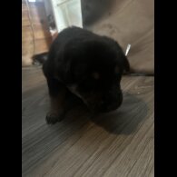 Mixed Breed - Both