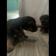 Mixed Breed - Both