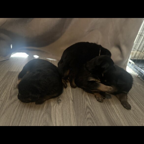 Mixed Breed - Both