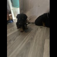 Mixed Breed - Both