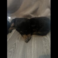 Mixed Breed - Both