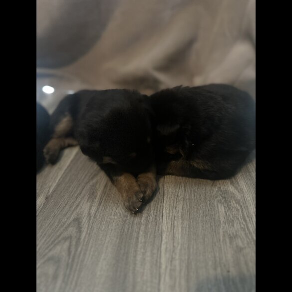 Mixed Breed - Both