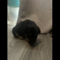 Mixed Breed - Both