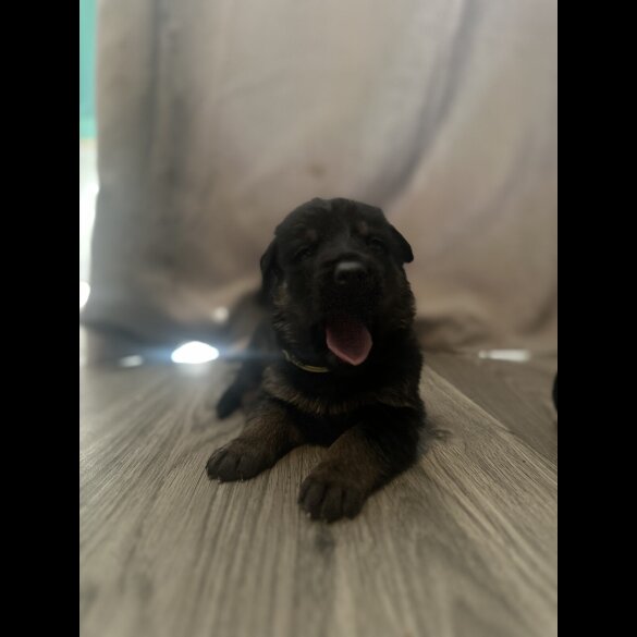 Mixed Breed - Both