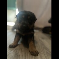 Mixed Breed - Both