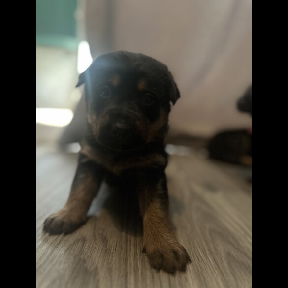 Mixed Breed - Both
