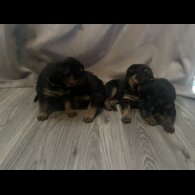 Mixed Breed - Both
