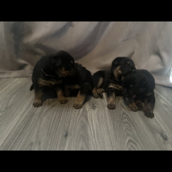 Mixed Breed - Both