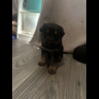 Mixed Breed - Both