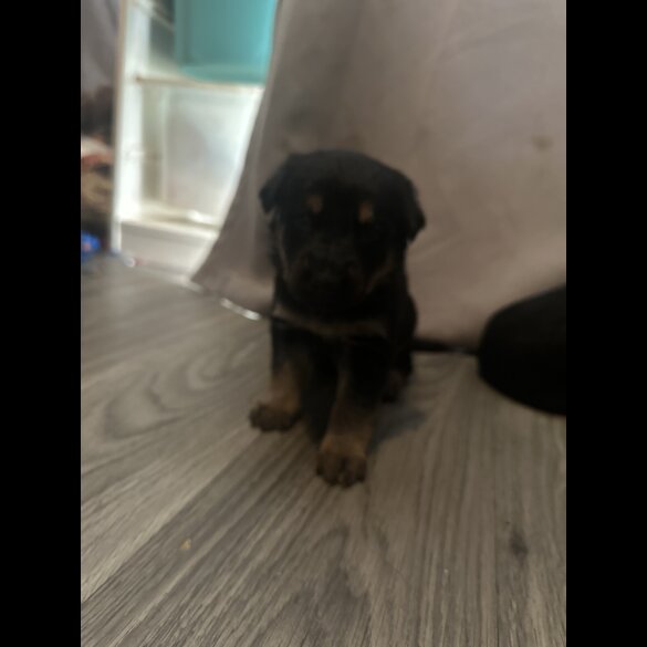 Mixed Breed - Both