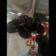 Mixed Breed - Both