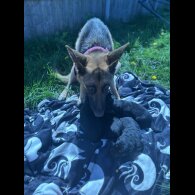 Mixed Breed - Both